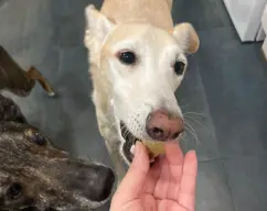 Step <p><span style="font-weight: normal;">Ponga la mezcla en diferentes moldes. Yo he usado unos del SHEIN con forma de patita de perro y de esfera. También se puede poner la mezcla en una fuente de horno o tupper y luego cortarla a trocitos cuando esté sólida. </span></p><p><span style="font-weight: normal;">Deje reposar en la nevera de 2-4h. Desmolde y... ¡a disfrutar se ha dicho, perritos!</span></p> illustration